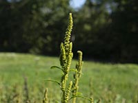 Amaranth